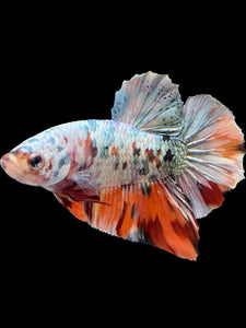 Male Halfmoon Plakat - Candy Copper #446 - Live Betta Fish