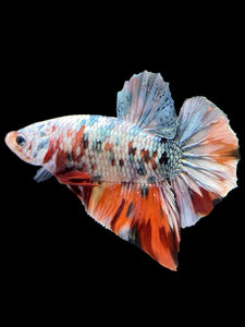 Male Halfmoon Plakat - Candy Copper #446 - Live Betta Fish