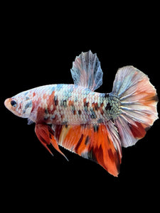 Male Halfmoon Plakat - Candy Copper #446 - Live Betta Fish