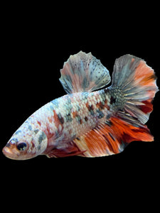 Male Halfmoon Plakat - Candy Copper #446 - Live Betta Fish