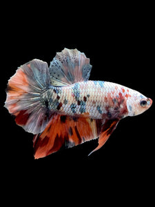 Male Halfmoon Plakat - Candy Copper #446 - Live Betta Fish