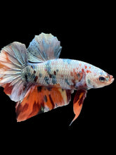 Load image into Gallery viewer, Male Halfmoon Plakat - Candy Copper #446 - Live Betta Fish
