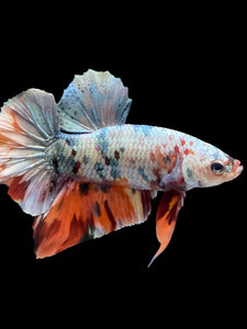 Male Halfmoon Plakat - Candy Copper #446 - Live Betta Fish