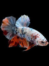 Load image into Gallery viewer, Male Halfmoon Plakat - Candy Copper #446 - Live Betta Fish
