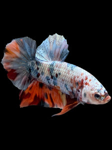 Male Halfmoon Plakat - Candy Copper #446 - Live Betta Fish