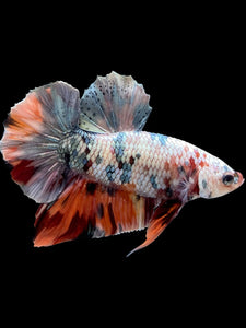 Male Halfmoon Plakat - Candy Copper #446 - Live Betta Fish