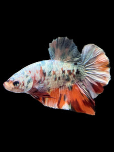 Male Halfmoon Plakat - Candy Copper #446 - Live Betta Fish