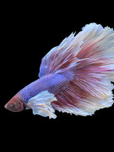 Load image into Gallery viewer, RARE GIANT Male Rosetail - Dumbo #447 - Live Betta Fish
