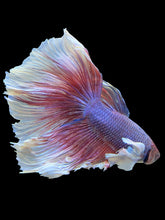 Load image into Gallery viewer, RARE GIANT Male Rosetail - Dumbo #447 - Live Betta Fish
