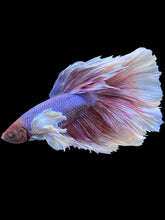 Load image into Gallery viewer, RARE GIANT Male Rosetail - Dumbo #447 - Live Betta Fish
