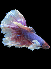 Load image into Gallery viewer, RARE GIANT Male Rosetail - Dumbo #447 - Live Betta Fish
