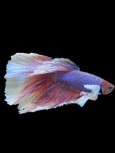 Load image into Gallery viewer, RARE GIANT Male Rosetail - Dumbo #447 - Live Betta Fish
