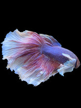 Load image into Gallery viewer, RARE GIANT Male Rosetail - Dumbo #447 - Live Betta Fish
