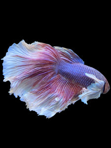 RARE GIANT Male Rosetail - Dumbo #447 - Live Betta Fish