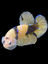 Load image into Gallery viewer, Male Halfmoon Plakat - Yellow Galaxy #448 - Live Betta Fish
