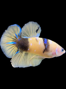 Male Halfmoon Plakat - Yellow Galaxy #448 - Live Betta Fish