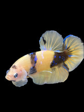 Load image into Gallery viewer, Male Halfmoon Plakat - Yellow Galaxy #448 - Live Betta Fish
