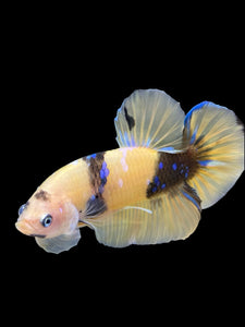 Male Halfmoon Plakat - Yellow Galaxy #448 - Live Betta Fish