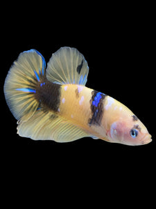 Male Halfmoon Plakat - Yellow Galaxy #448 - Live Betta Fish