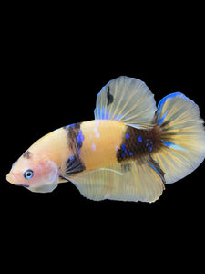 Male Halfmoon Plakat - Yellow Galaxy #448 - Live Betta Fish