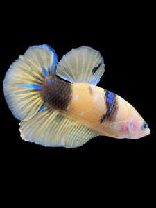 Male Halfmoon Plakat - Yellow Galaxy #448 - Live Betta Fish