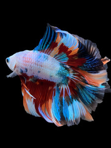 Male Fullmoon - Galaxy #449 - Live Betta Fish