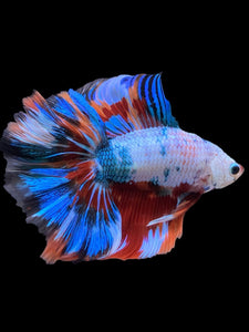 Male Fullmoon - Galaxy #449 - Live Betta Fish