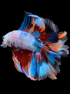 Male Fullmoon - Galaxy #449 - Live Betta Fish