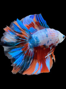 Male Fullmoon - Galaxy #449 - Live Betta Fish