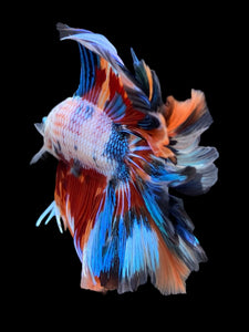 Male Fullmoon - Galaxy #449 - Live Betta Fish