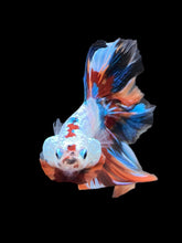 Load image into Gallery viewer, Male Fullmoon - Galaxy #449 - Live Betta Fish
