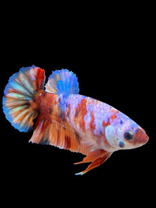 Female Halfmoon Plakat - Multicolor #450 - Live Betta Fish