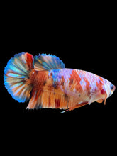 Load image into Gallery viewer, Female Halfmoon Plakat - Multicolor #450 - Live Betta Fish
