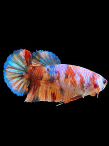 Female Halfmoon Plakat - Multicolor #450 - Live Betta Fish