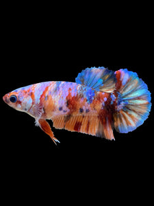 Female Halfmoon Plakat - Multicolor #450 - Live Betta Fish