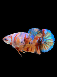 Female Halfmoon Plakat - Multicolor #450 - Live Betta Fish