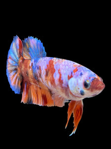 Female Halfmoon Plakat - Multicolor #450 - Live Betta Fish