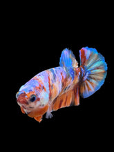 Load image into Gallery viewer, Female Halfmoon Plakat - Multicolor #450 - Live Betta Fish
