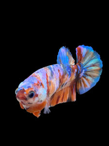 Female Halfmoon Plakat - Multicolor #450 - Live Betta Fish