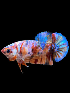 Female Halfmoon Plakat - Multicolor #450 - Live Betta Fish