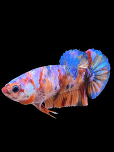 Female Halfmoon Plakat - Multicolor #450 - Live Betta Fish