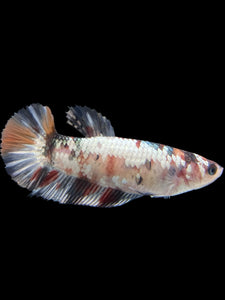 Female Halfmoon Plakat - Candy Copper #451 - Live Betta Fish