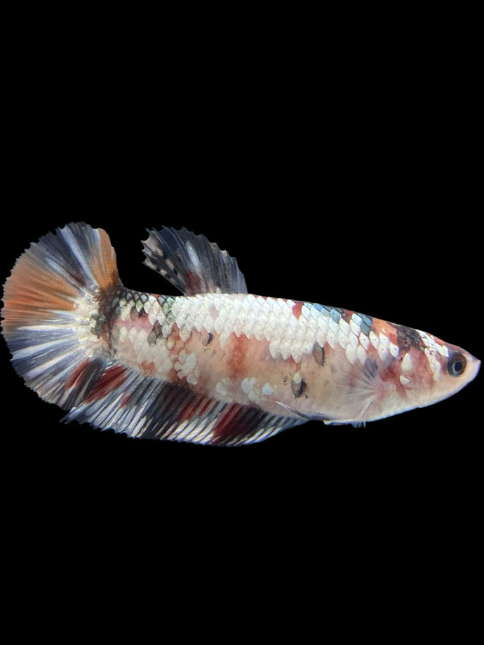 Female Halfmoon Plakat - Candy Copper #451 - Live Betta Fish