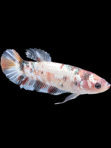 Female Halfmoon Plakat - Candy Copper #451 - Live Betta Fish