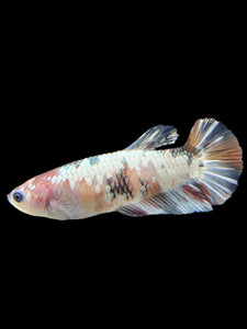 Female Halfmoon Plakat - Candy Copper #451 - Live Betta Fish