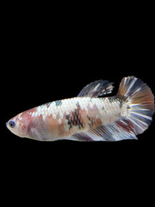 Female Halfmoon Plakat - Candy Copper #451 - Live Betta Fish