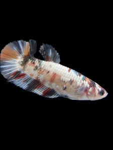 Female Halfmoon Plakat - Candy Copper #451 - Live Betta Fish