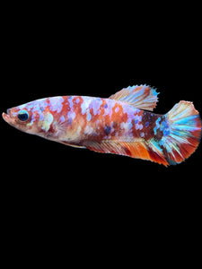 Female Halfmoon Plakat - Multicolor #452 - Live Betta Fish