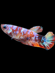 Female Halfmoon Plakat - Multicolor #452 - Live Betta Fish