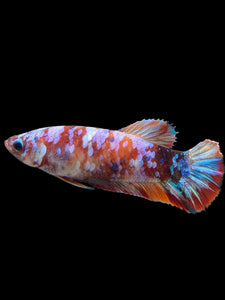 Female Halfmoon Plakat - Multicolor #452 - Live Betta Fish